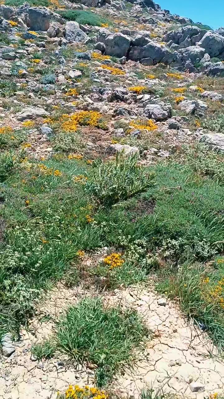 @DAĞCI.46