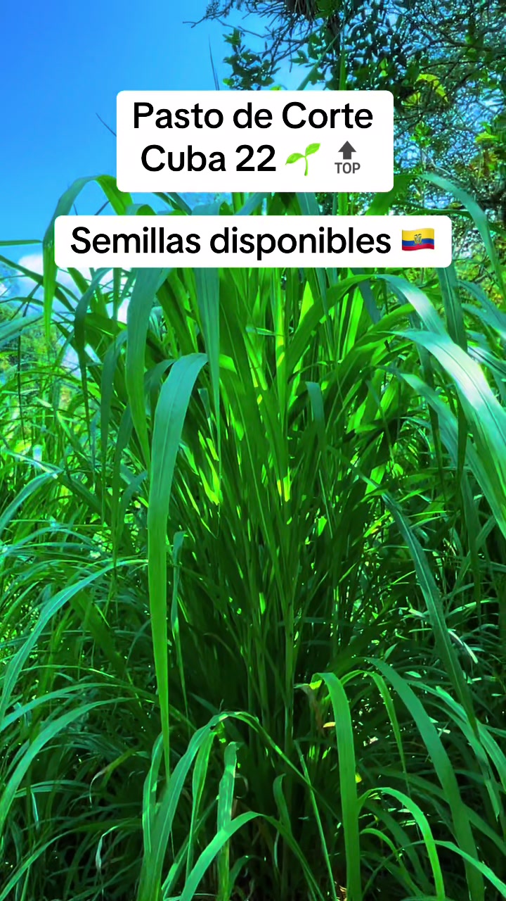 @Pastos y Leguminosas - Ecuador
