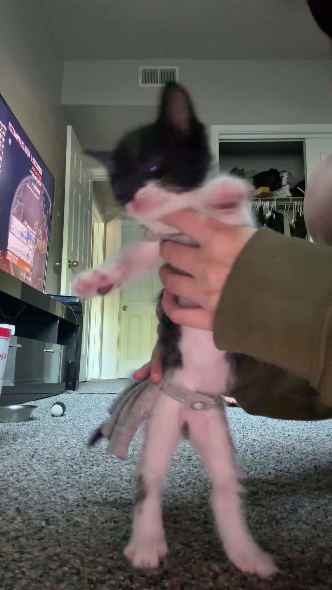 @cat_dancers