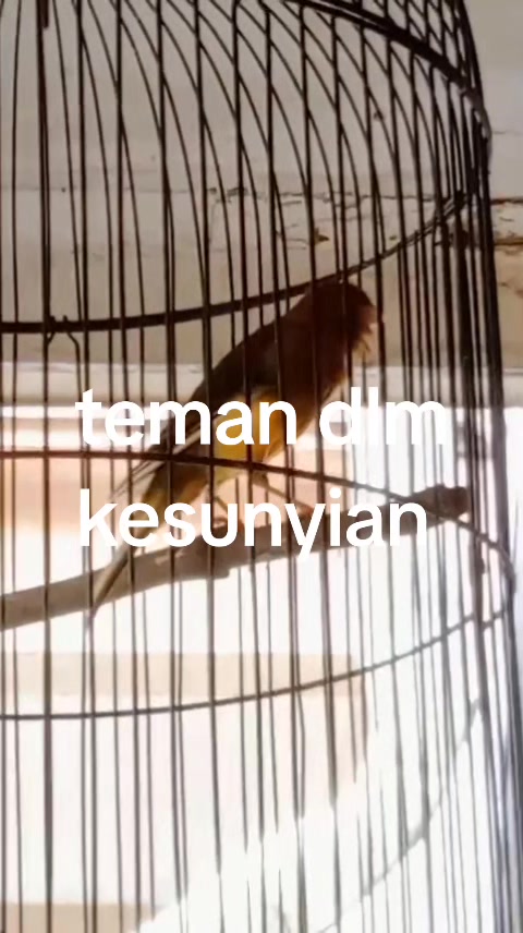 @padangzambrud
