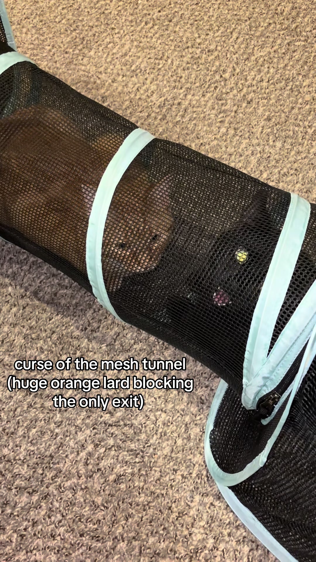 @Pickle 🐈⬛ & Izzy 🐅