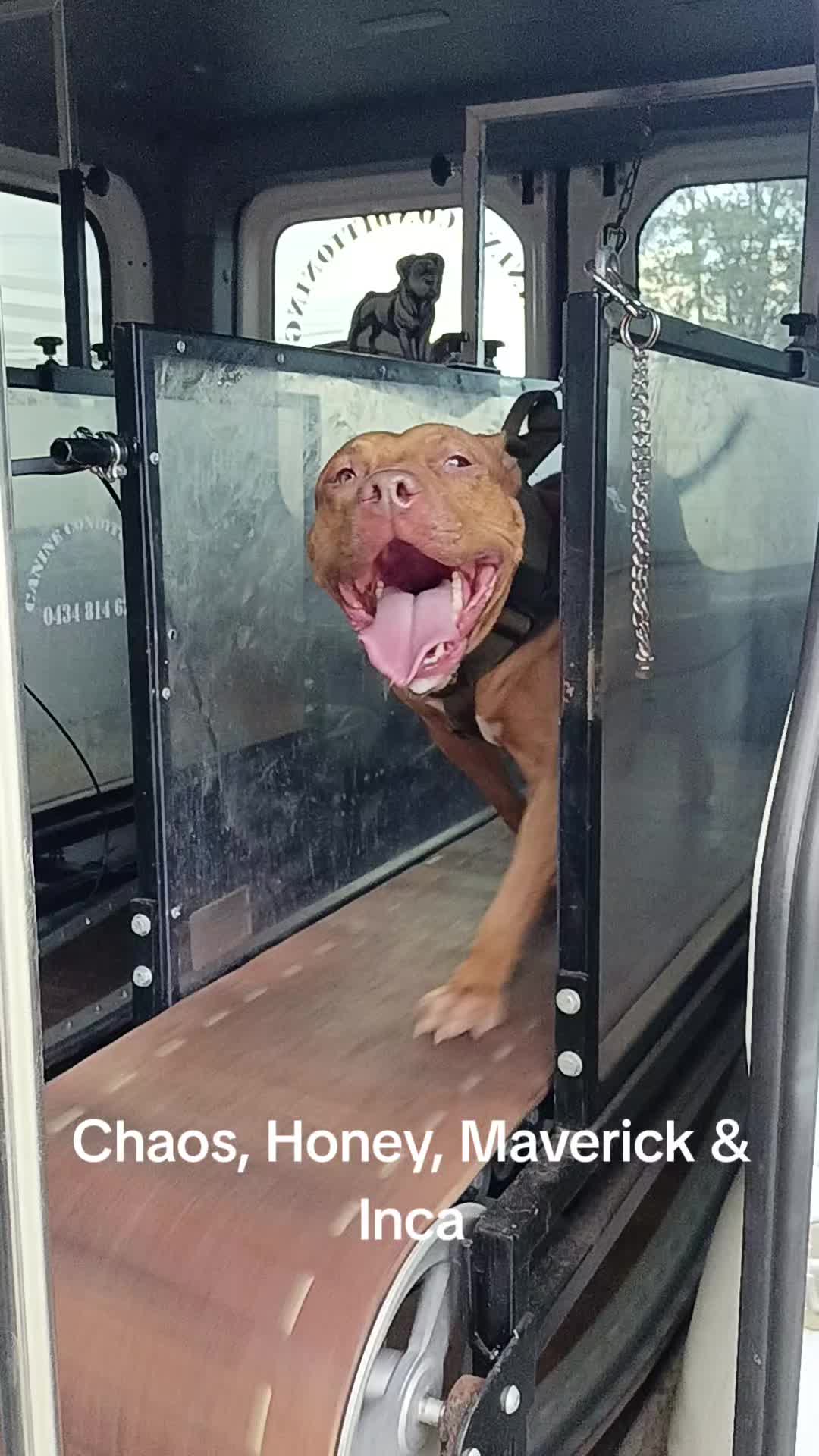 @Canine Conditioning