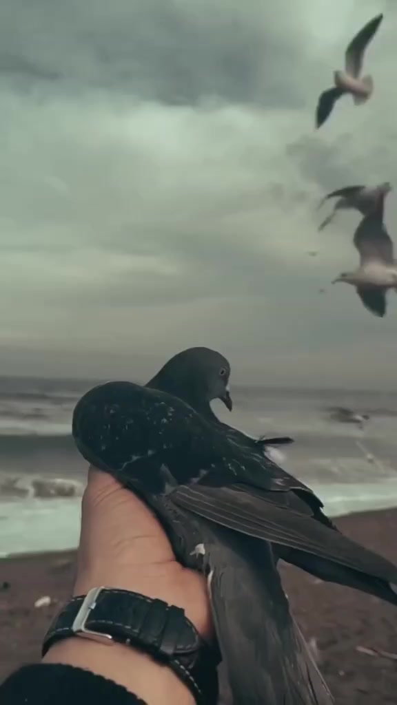 @🦅 Zeynal lek 🦅