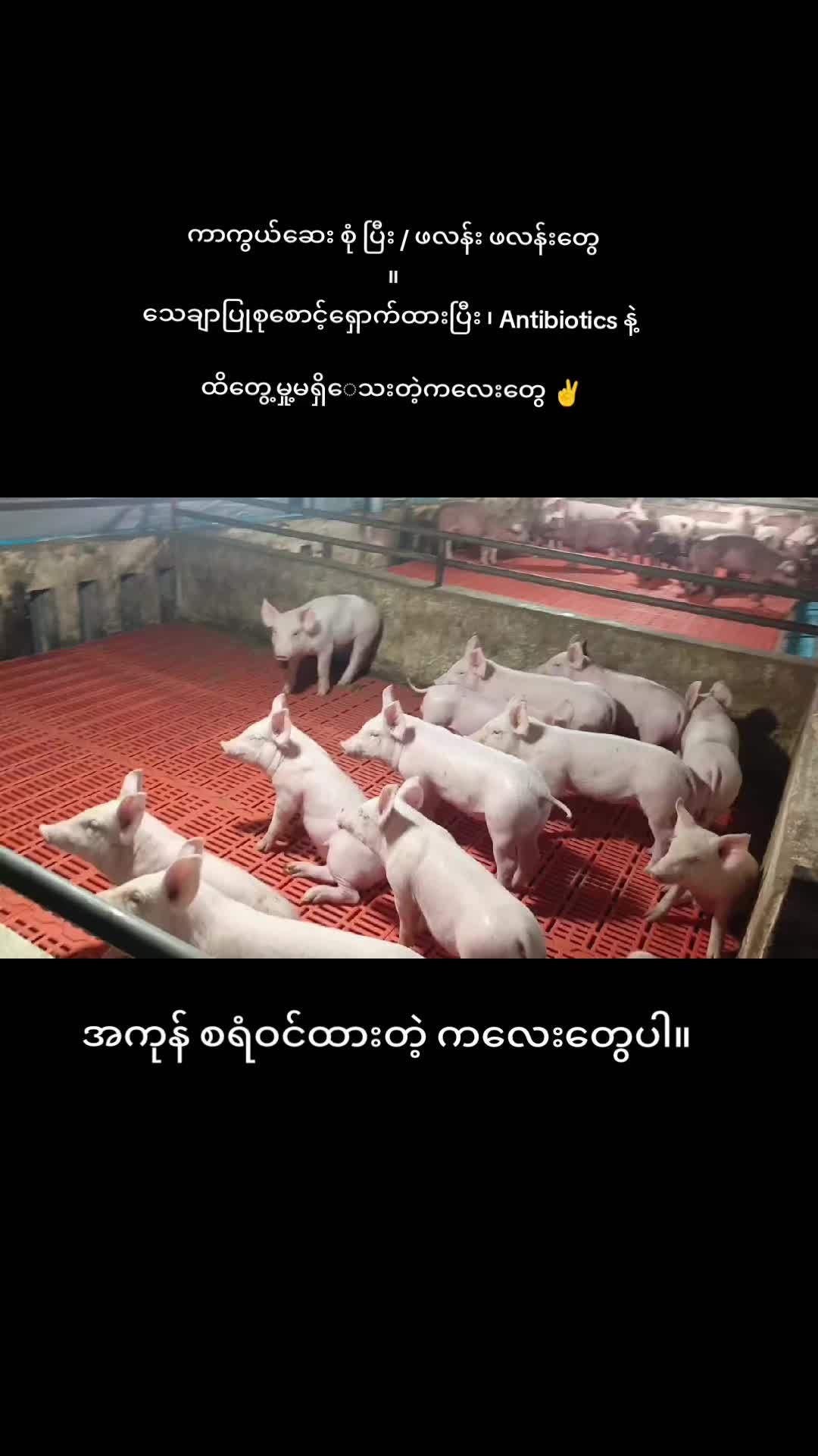 @"ရွှေဖြူးသား"၀က်မွေးမြူရေးခြံ