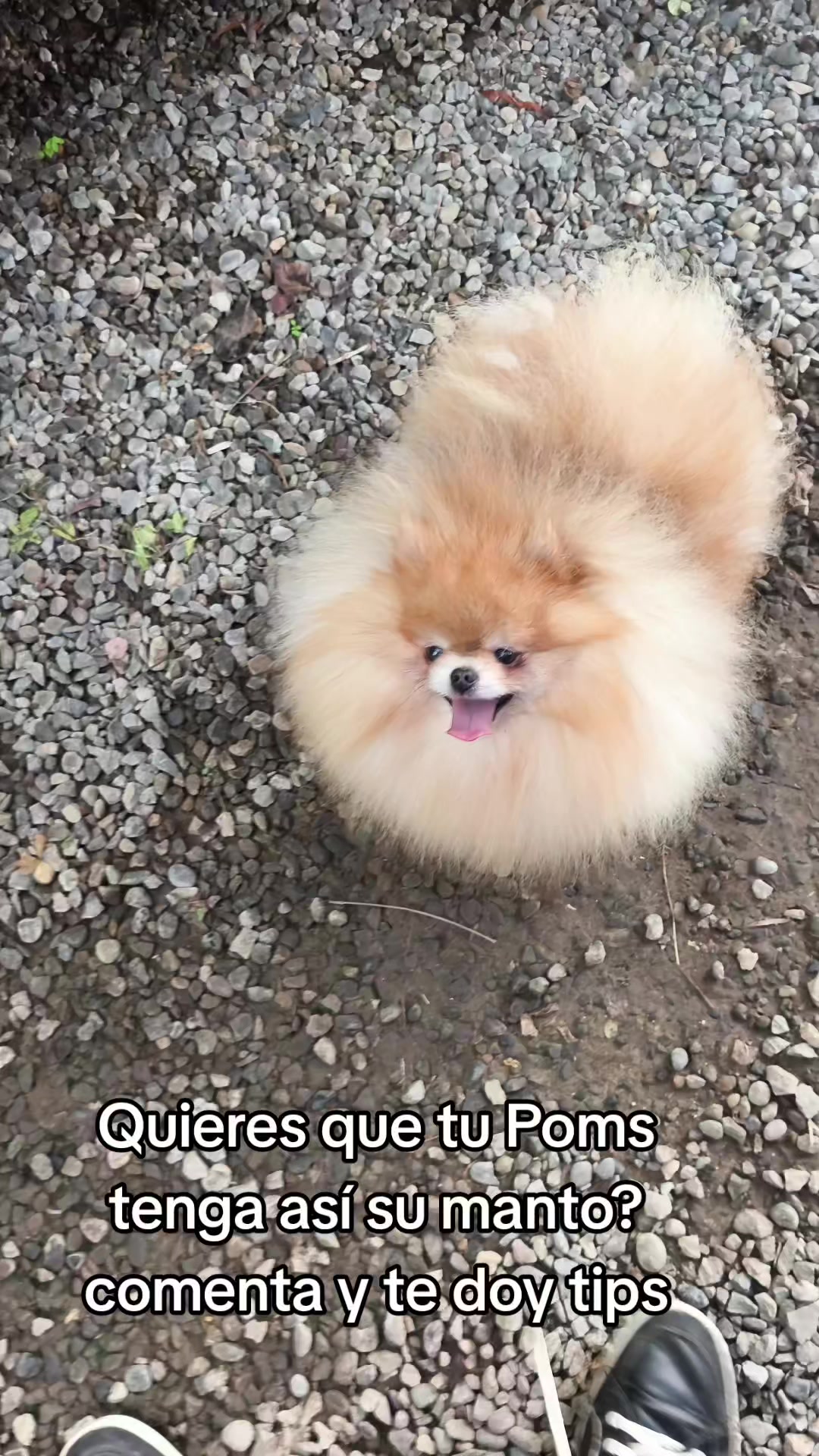 @Pomerania chile