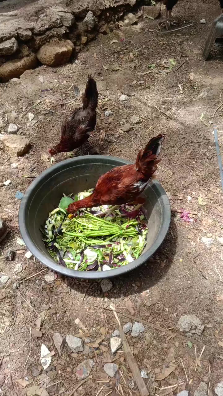 @lavins farm