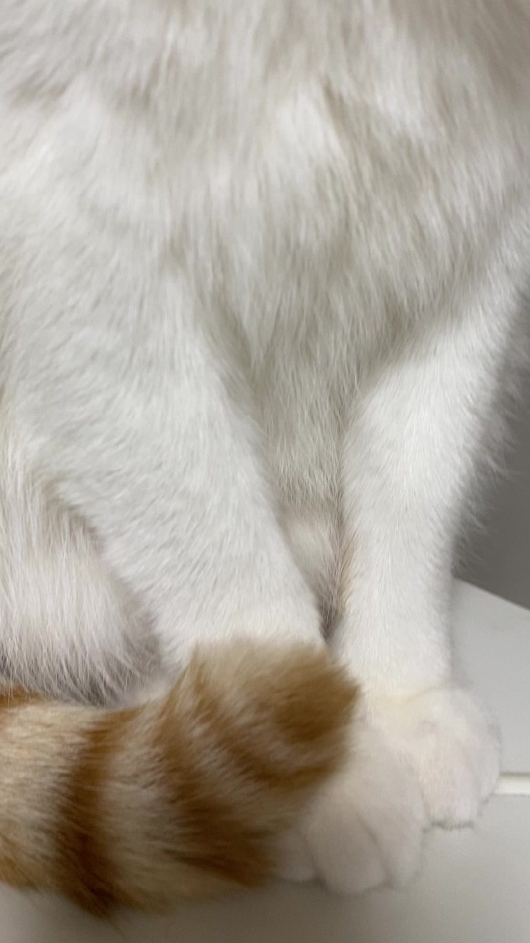 @猫のはっさく