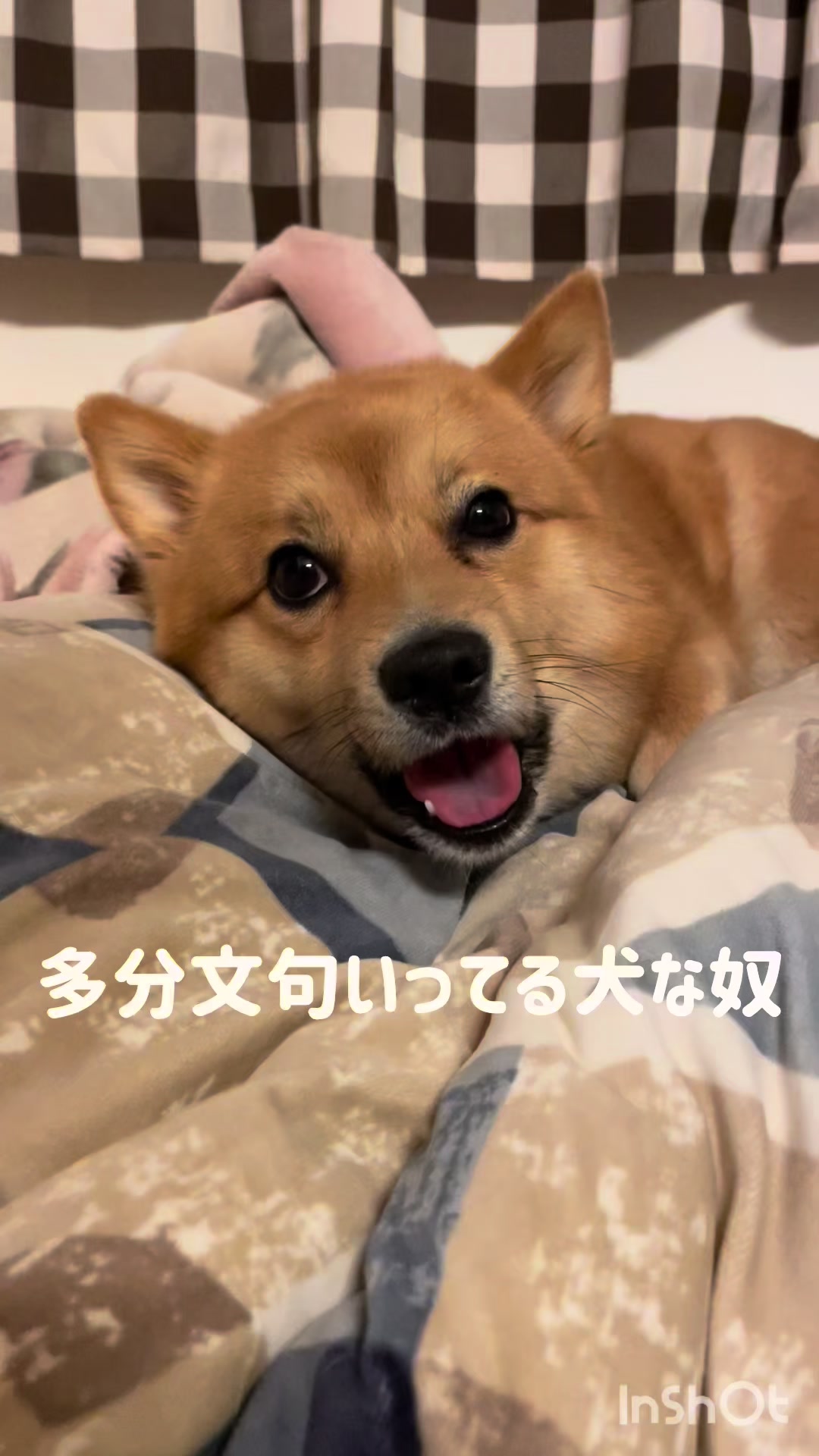 @ポメ柴もなか(もちゃ)୭