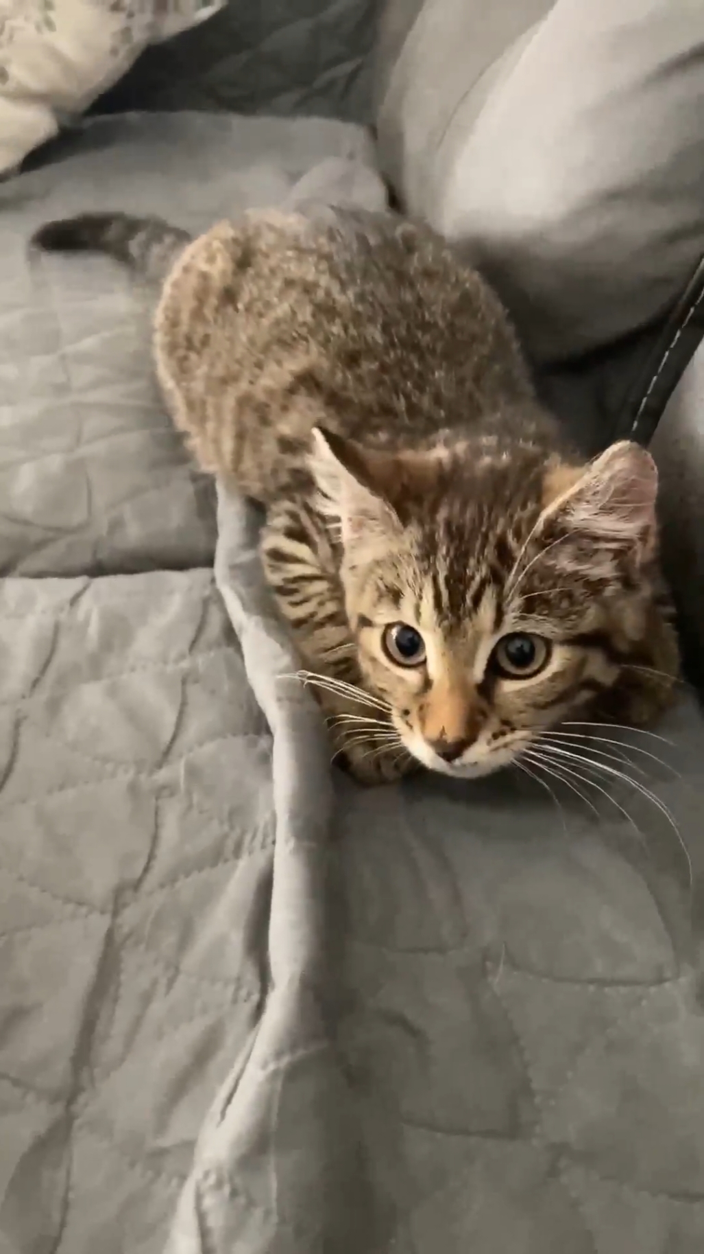 @HopesDreamRescue