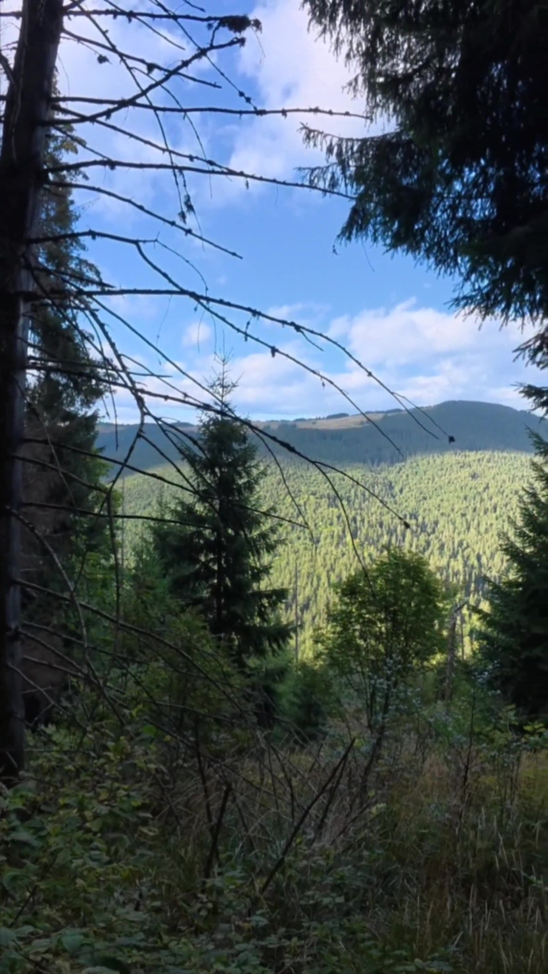 @⚔️𝐅𝐚𝐥𝐜𝐨𝐧ᛏ🌲