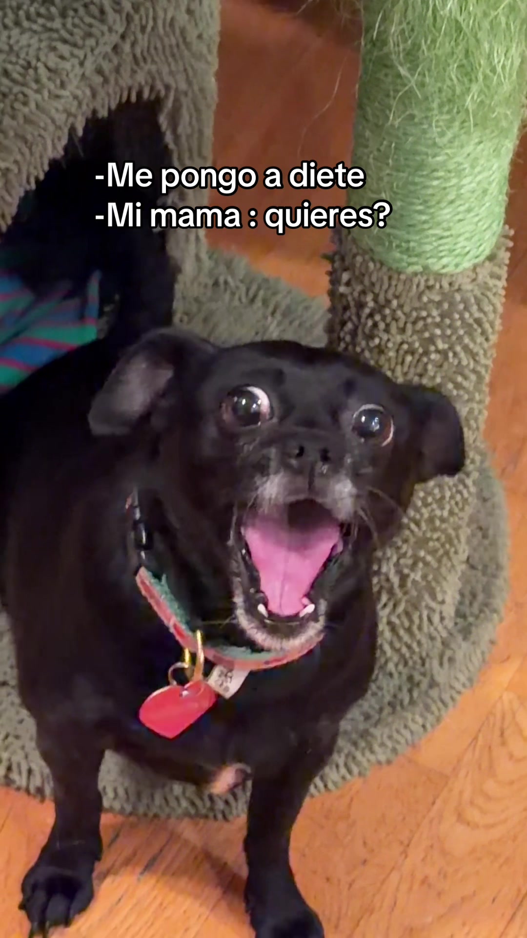 @chavelady