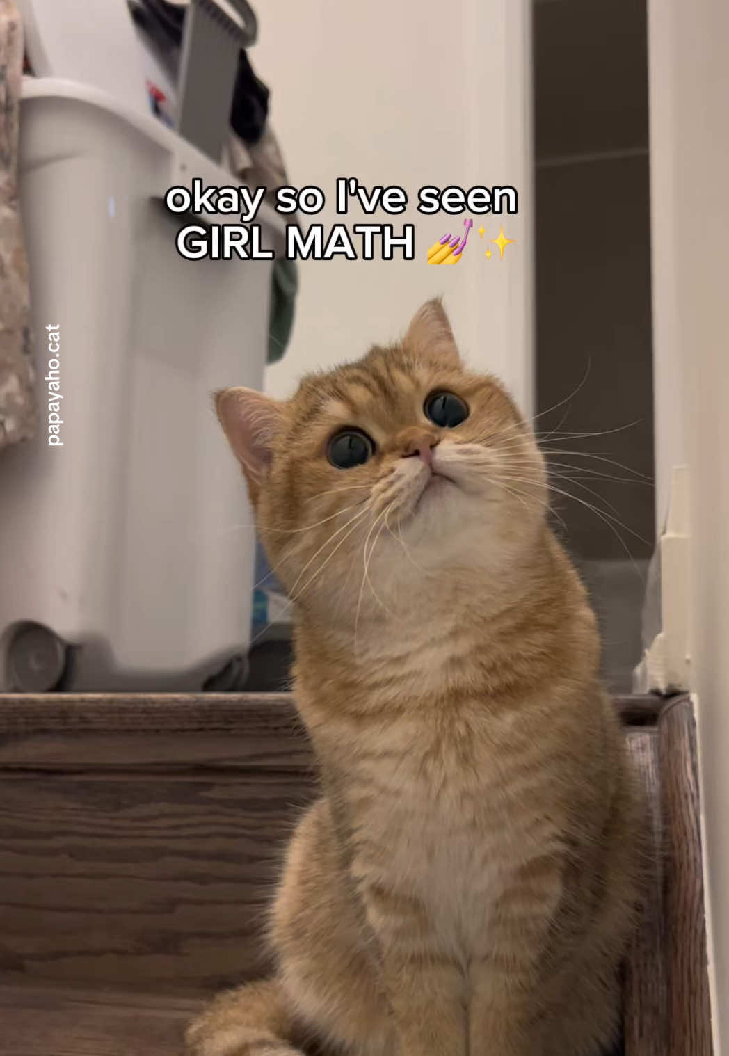 @Papaya the Cat