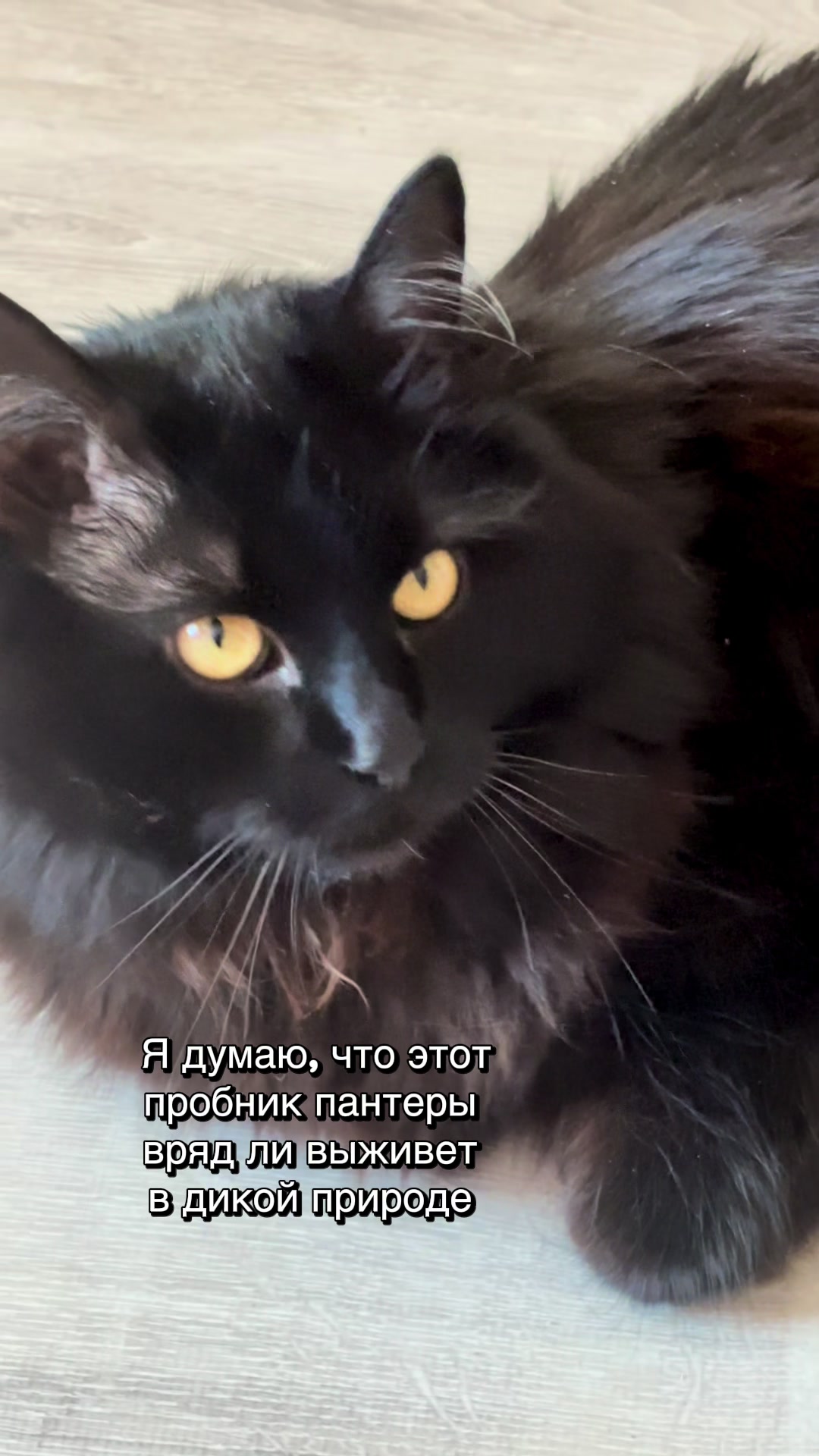 @Хвостатые бандиты🐈⬛🐈