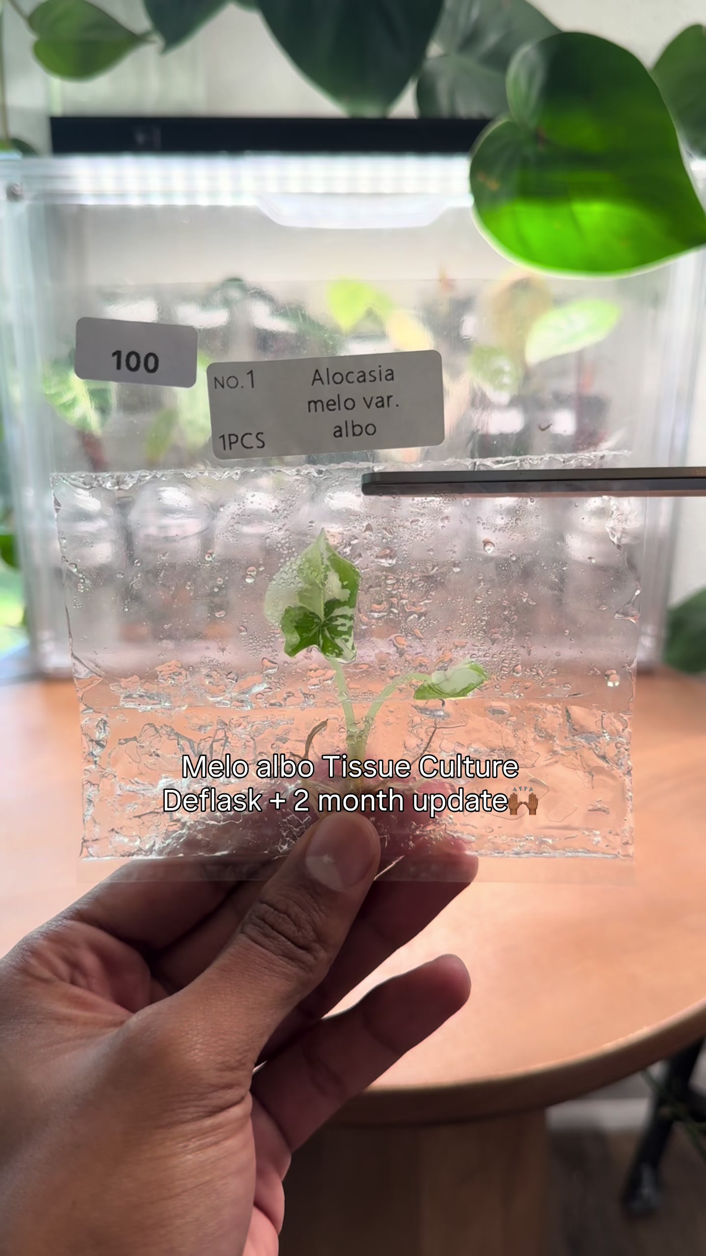 @RarePlantNinja