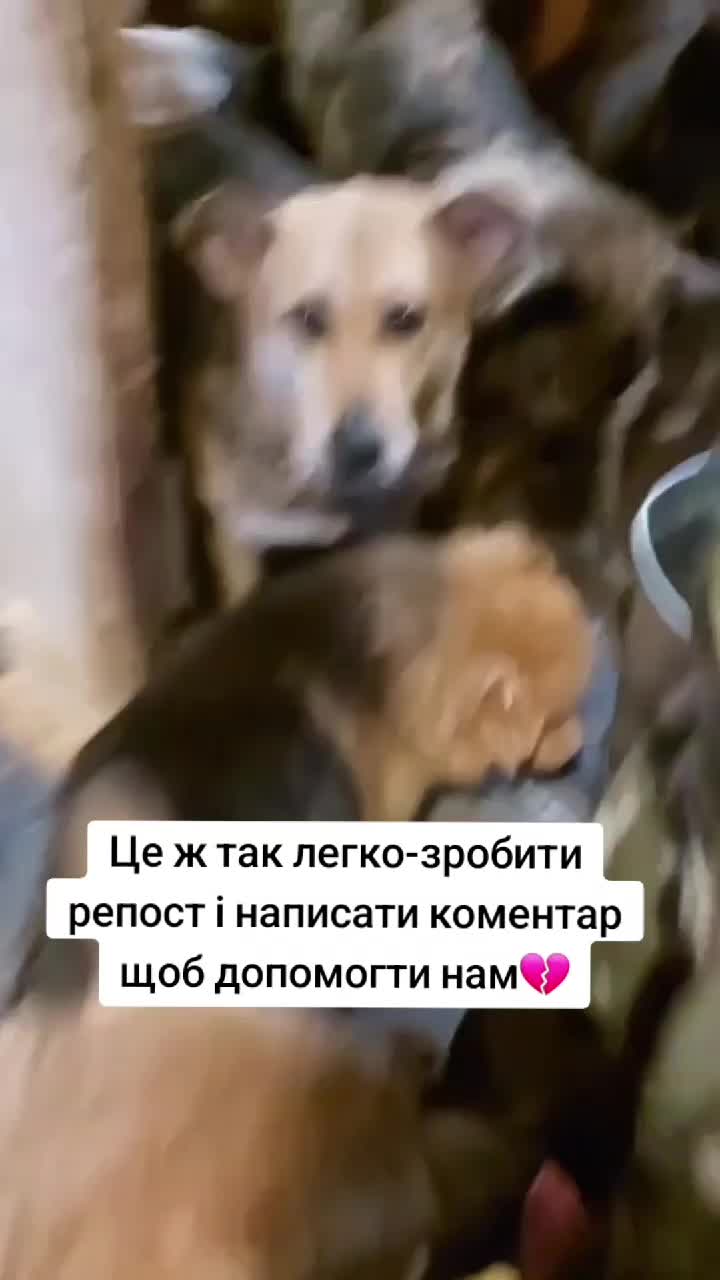 @tvarinkidobra