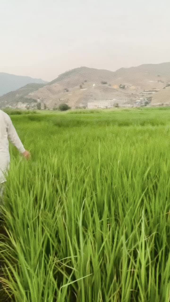 @بلال ہاشمی Mr