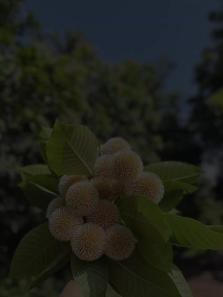 @Eᴀʀʟʏ Bɪʀᴅ_🐣