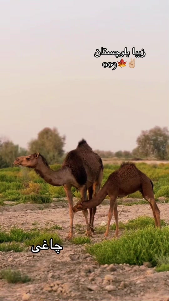 @✌بگ فائن بالاچ شاہوانی ✌