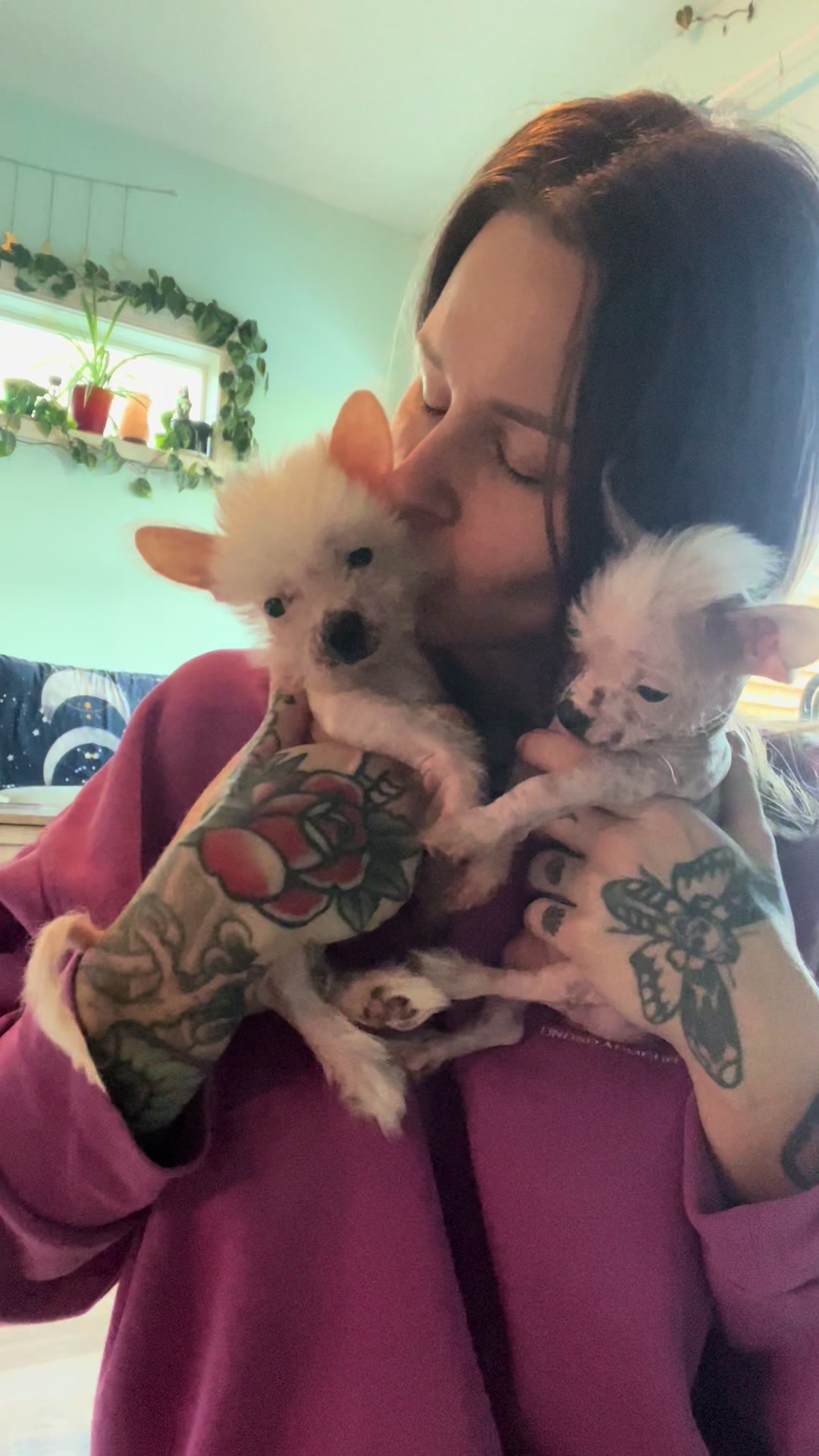 @Chinese Crested Cuties