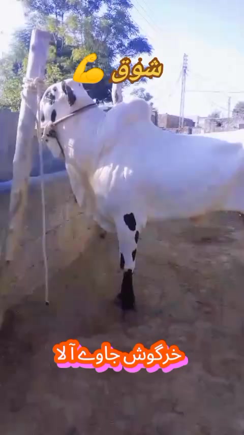@چوہدری حماد