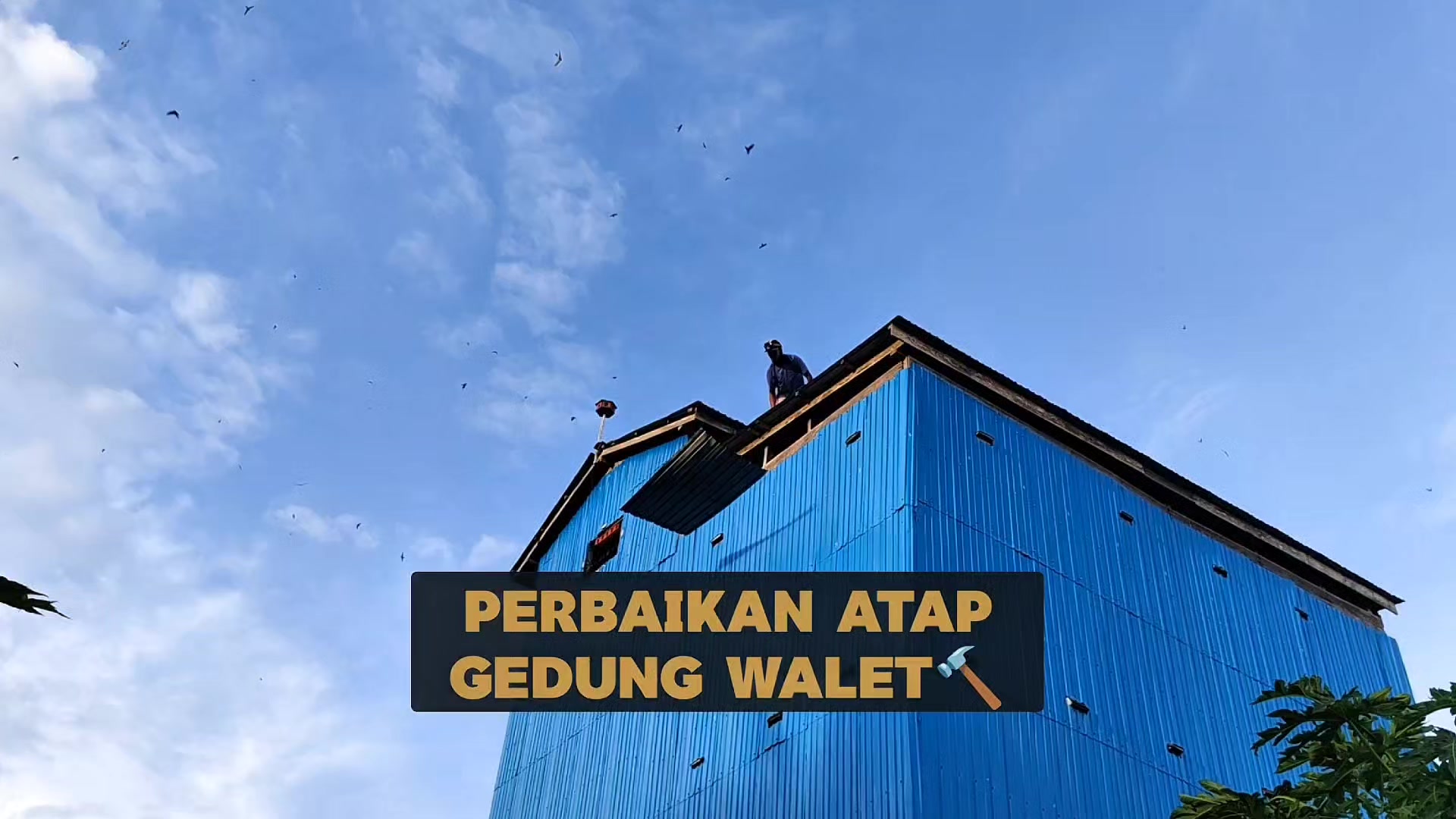 @Walet Rimba Kalimantan