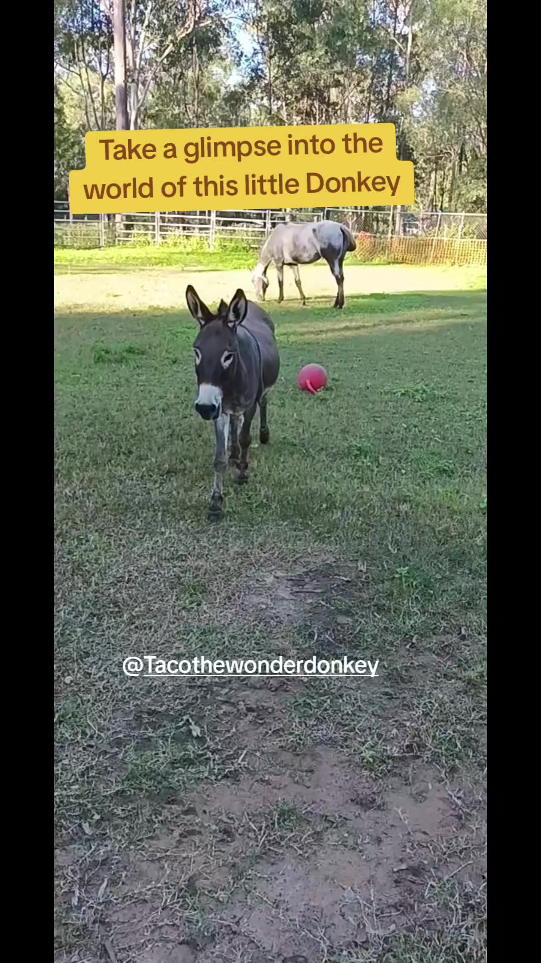 @Tacothewonderdonkey