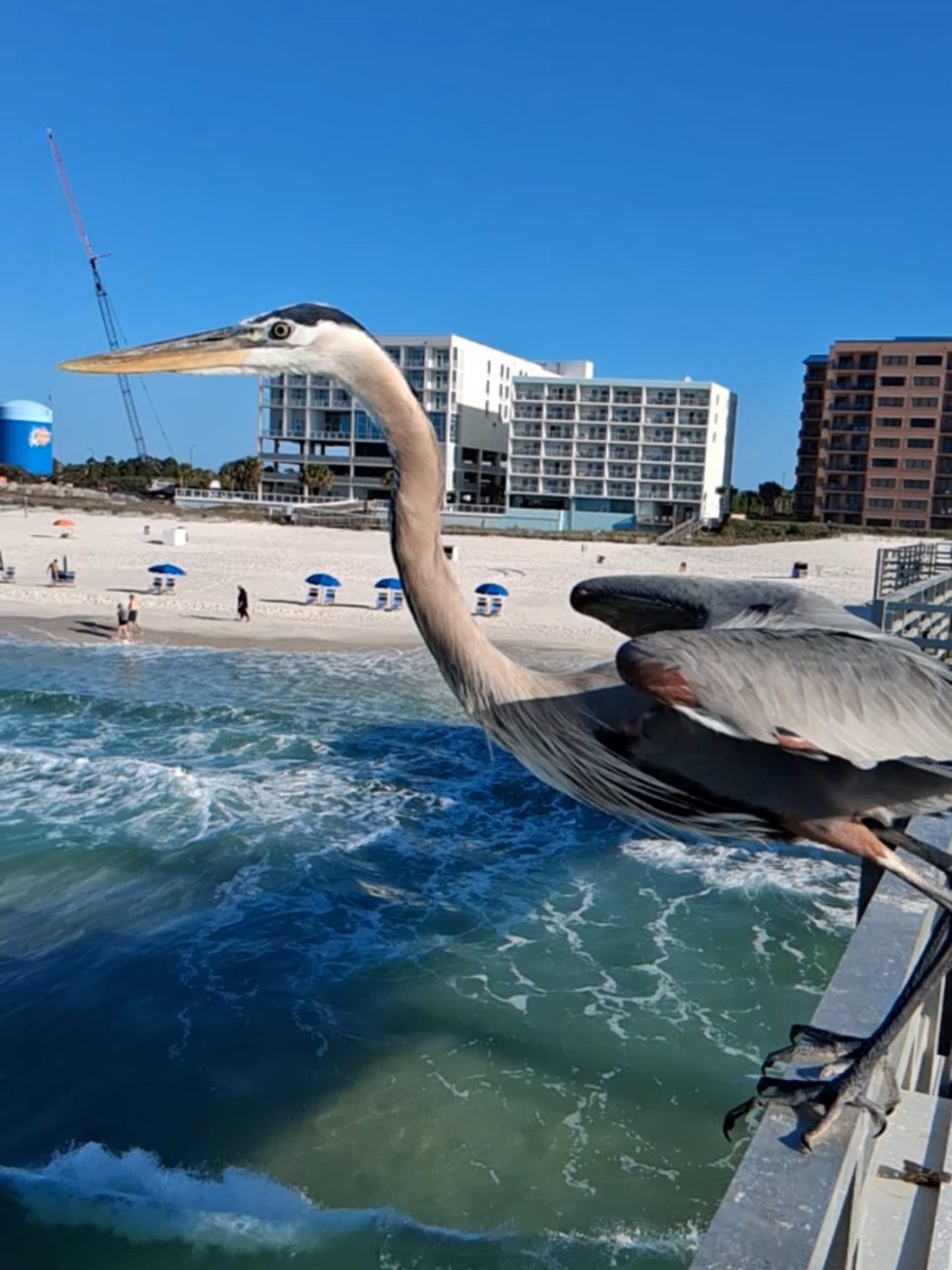 @Tony Alabama