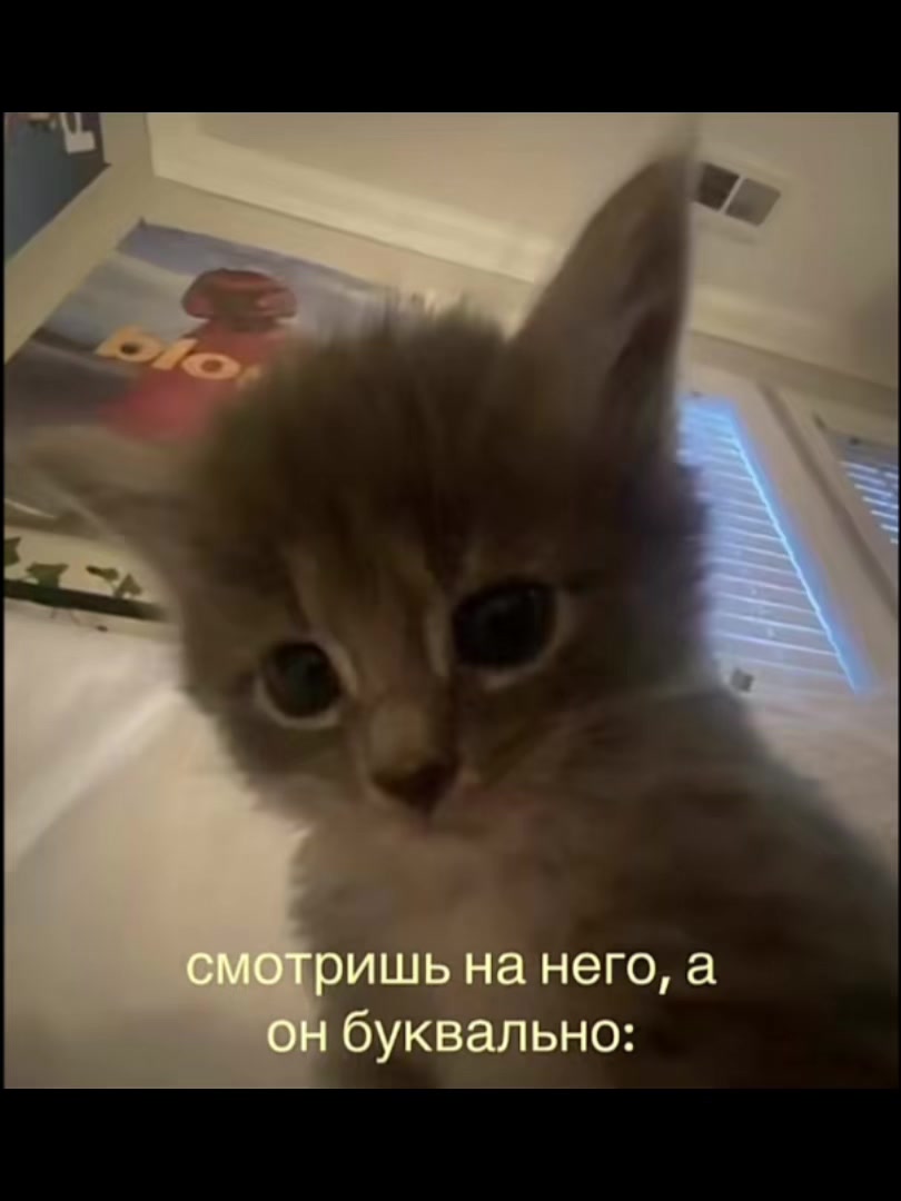 @не амико