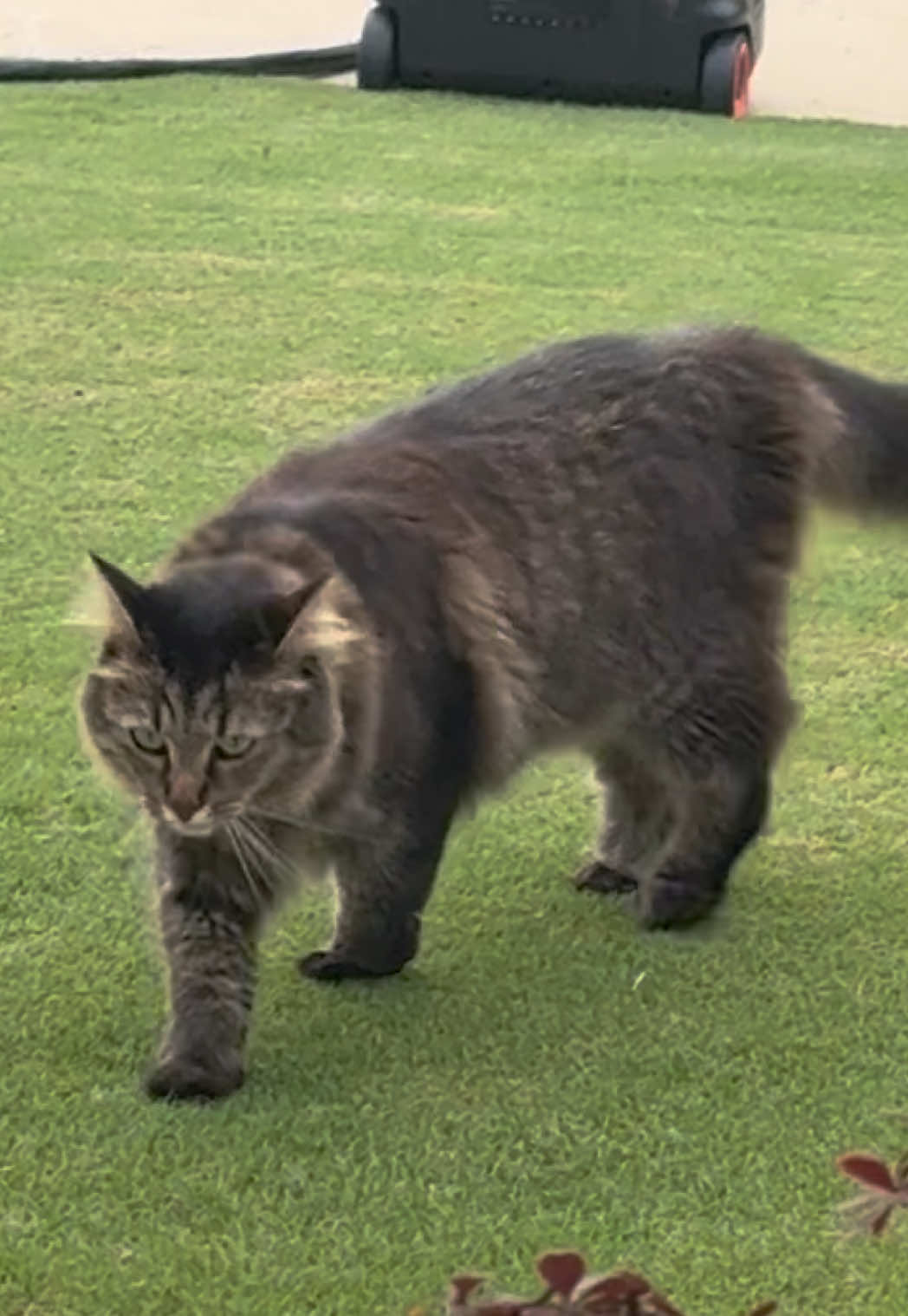 @RoxySnowballCatDrama