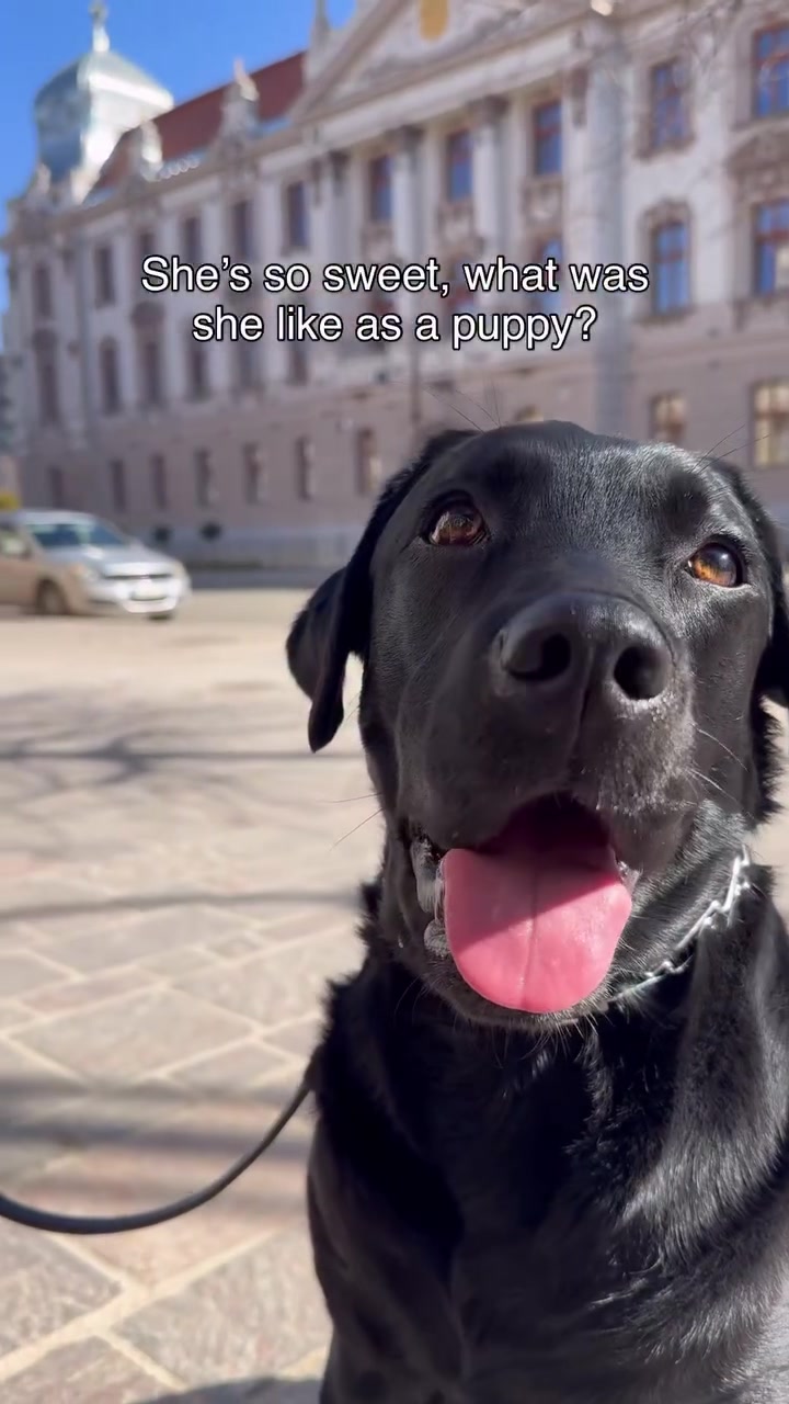 @lisatheblacklab