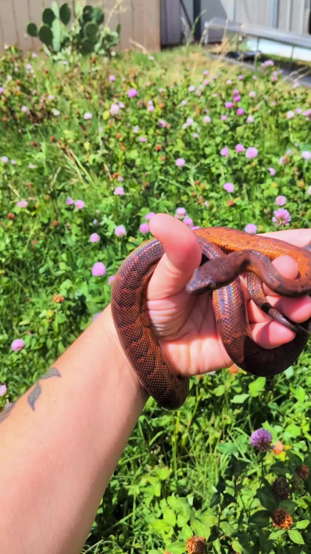 @SnekDice