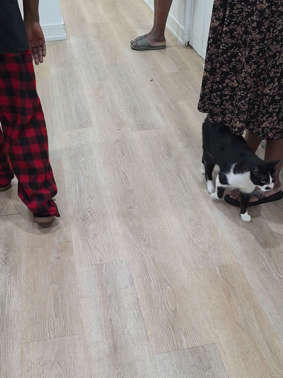 @Kata Kitty