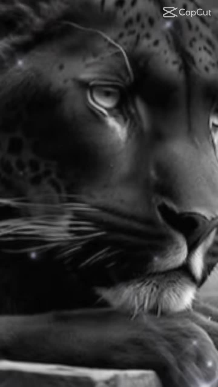 @🦁LionQueen🦁🔥C4L🔥