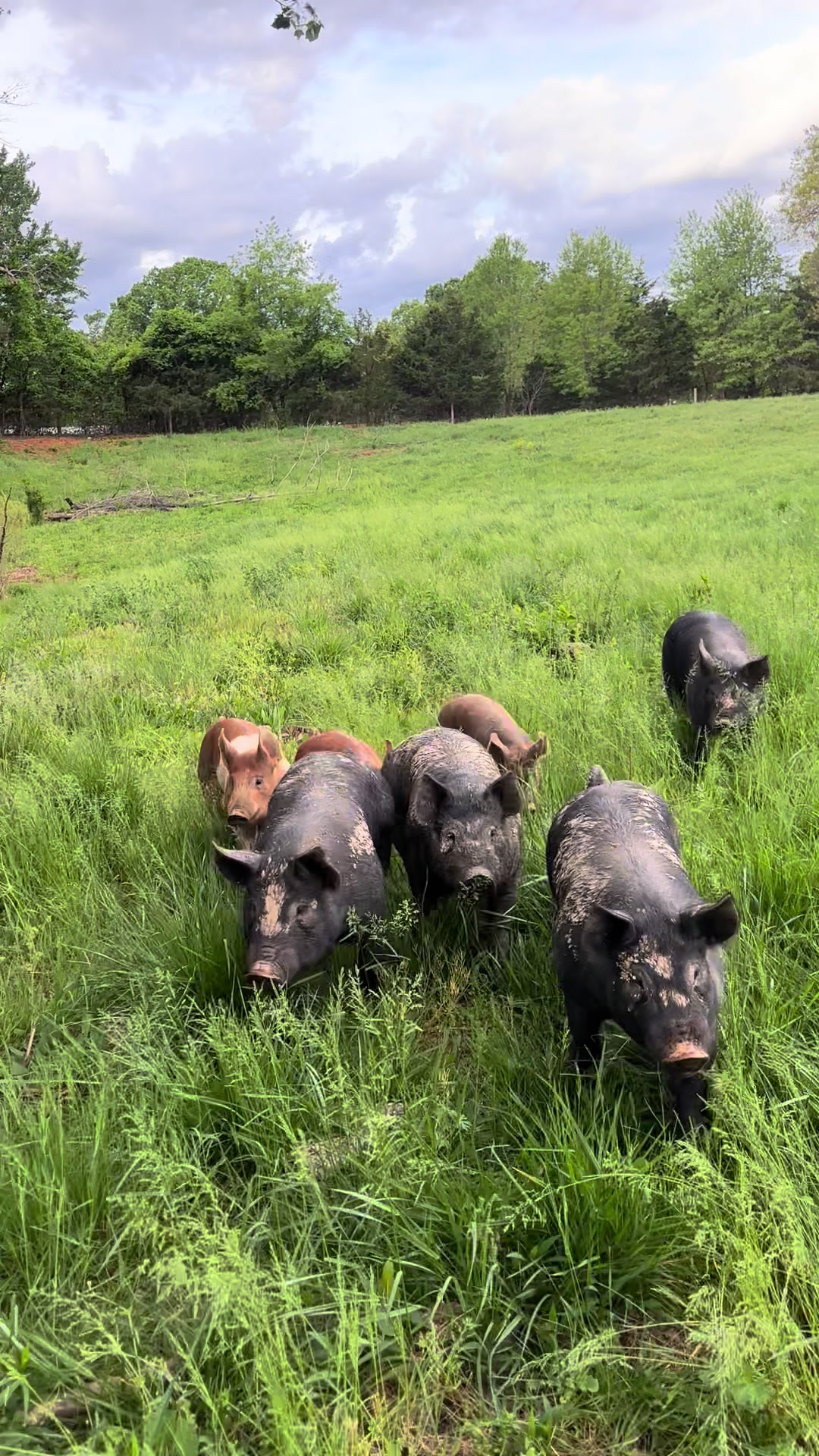 @Triple Oaks Farm