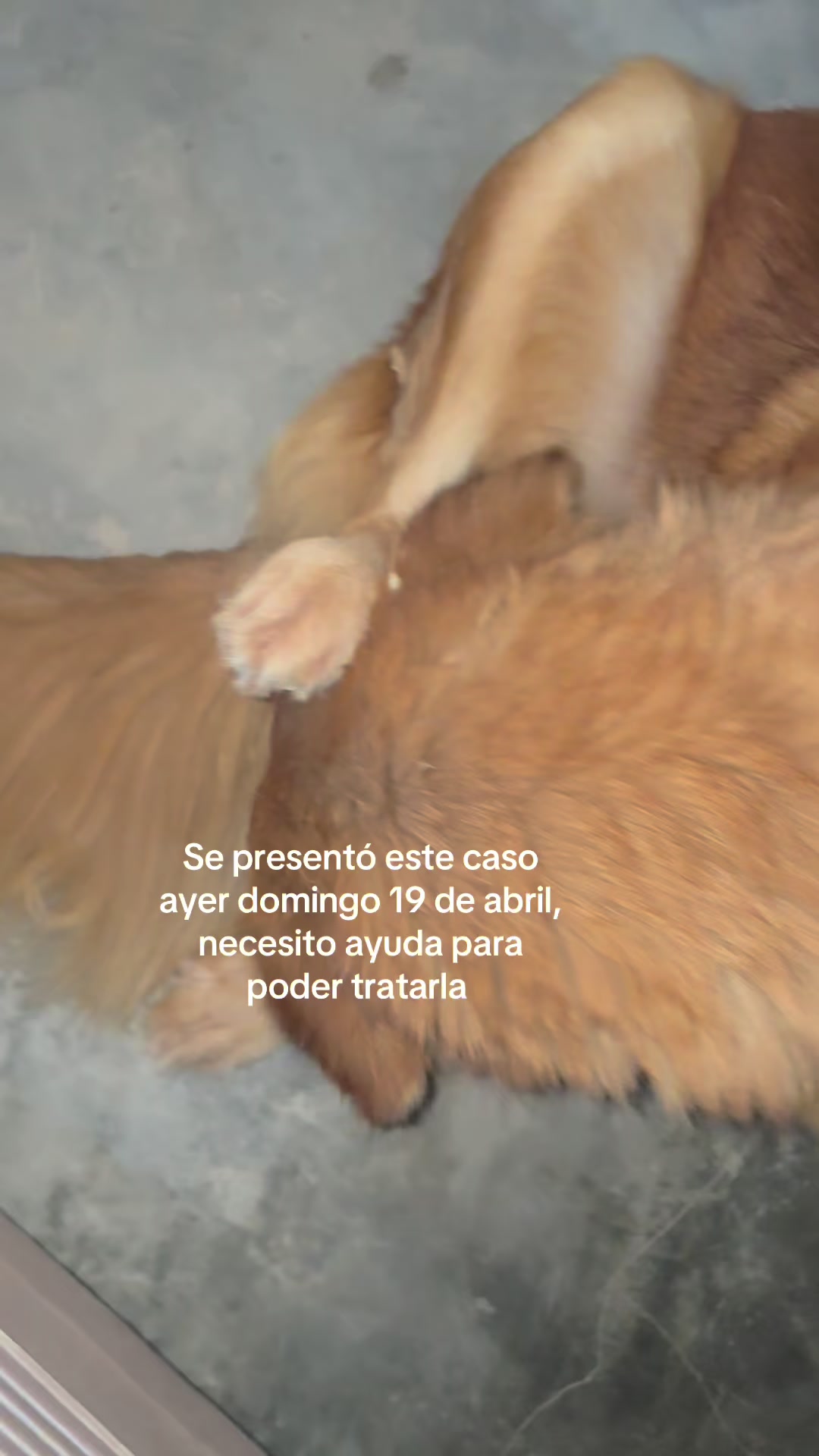 @angelissalvando
