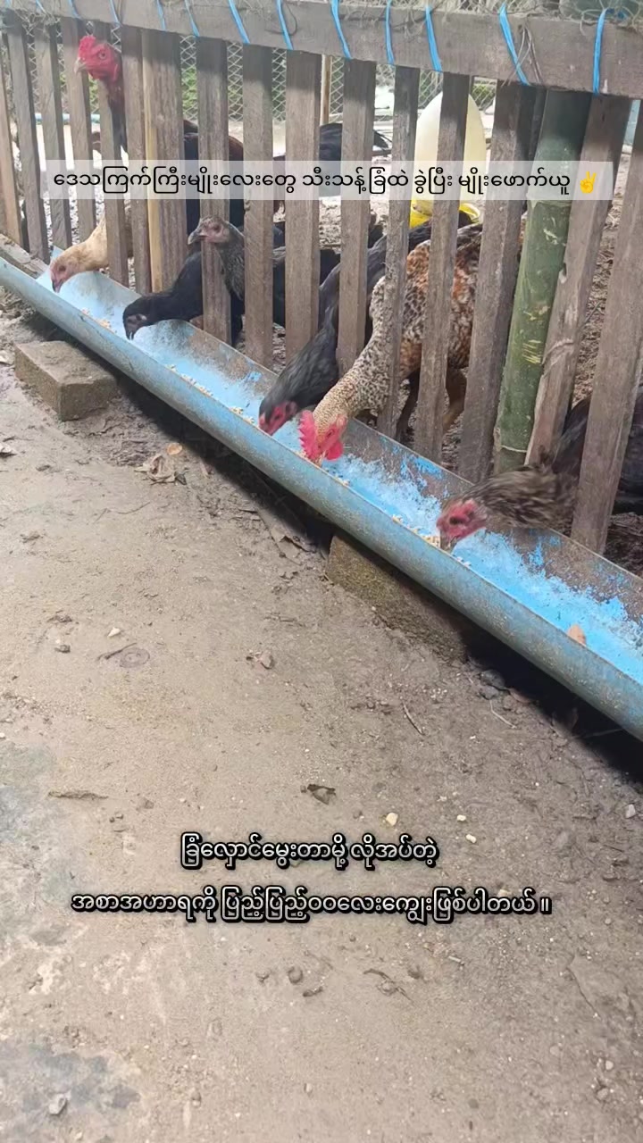 @"ရွှေဖြူးသား"၀က်မွေးမြူရေးခြံ