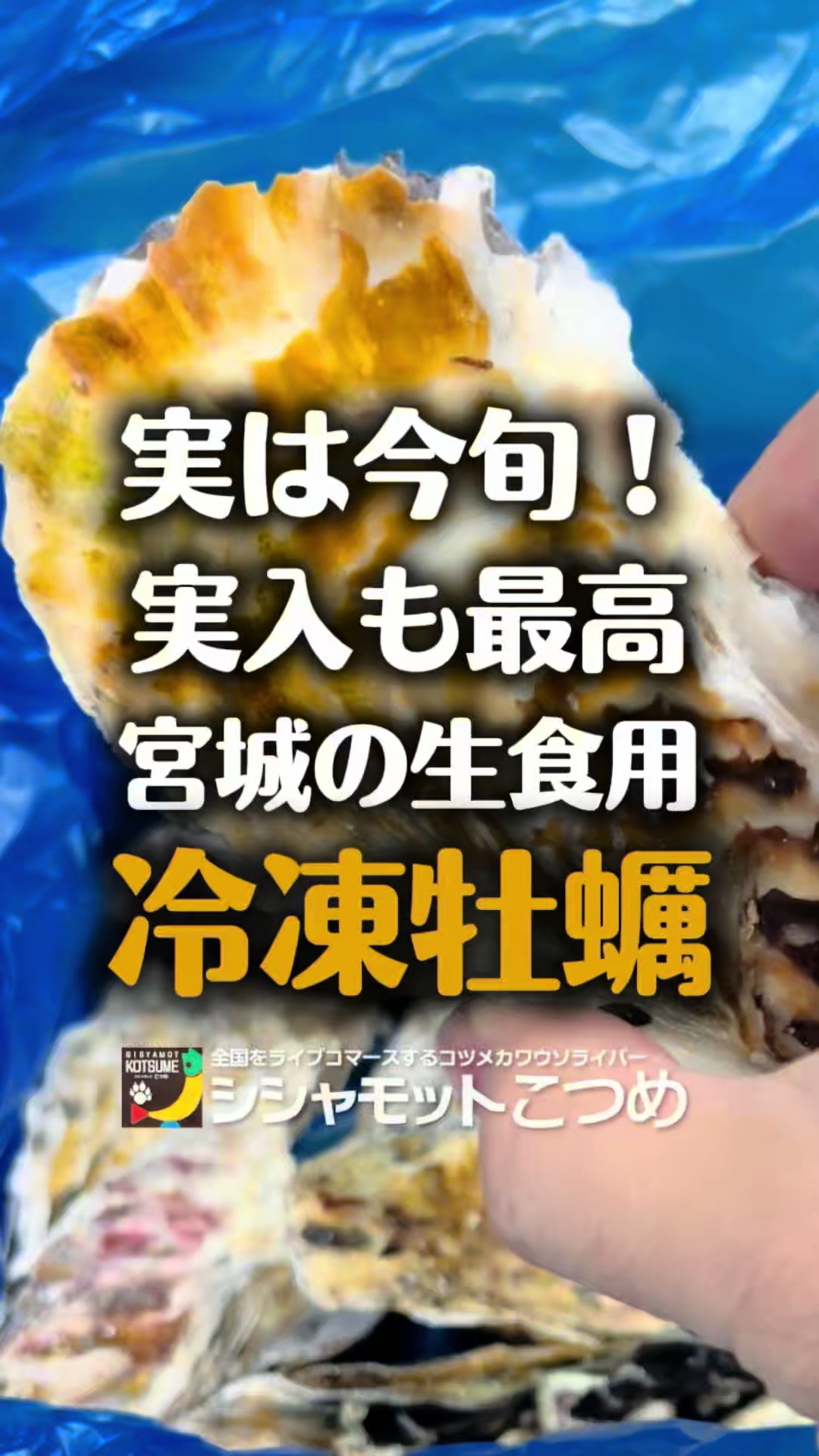 @博多のこつめ社長🎙️🦫忖度なし〜謎のシシャモットこつめ〜