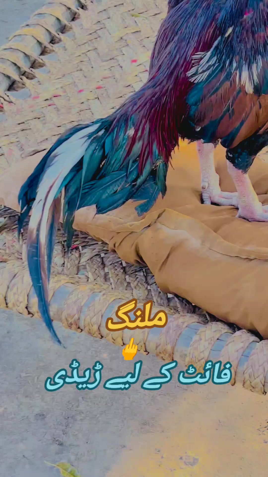 @Ali Nahra