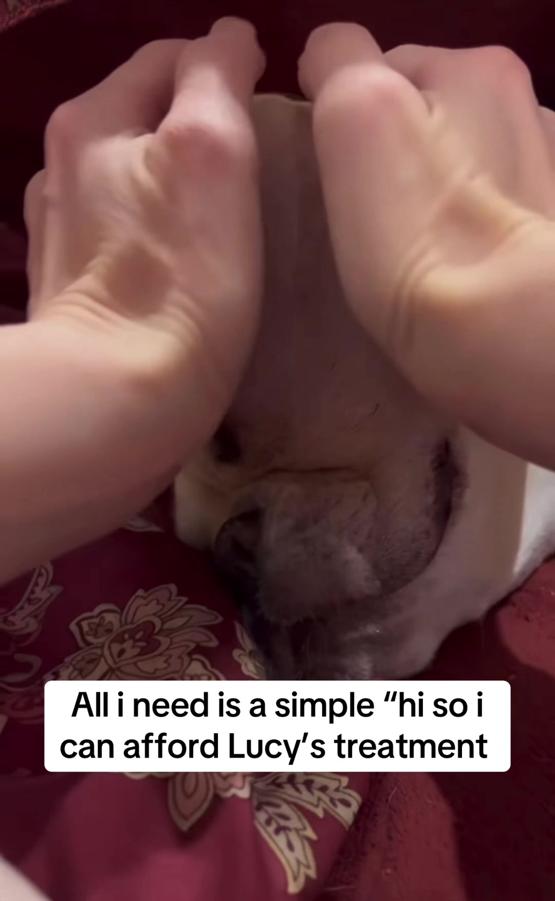 @Surgery for Lucy0
