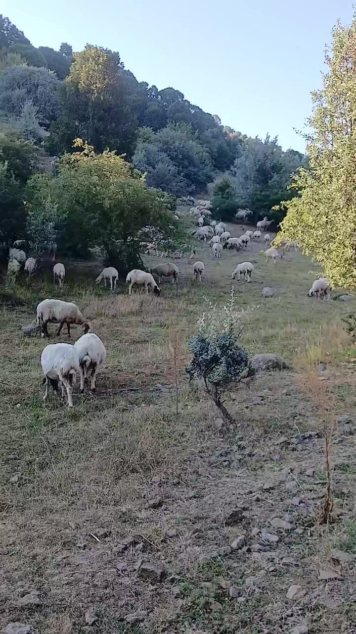 @Deli Çoban 42