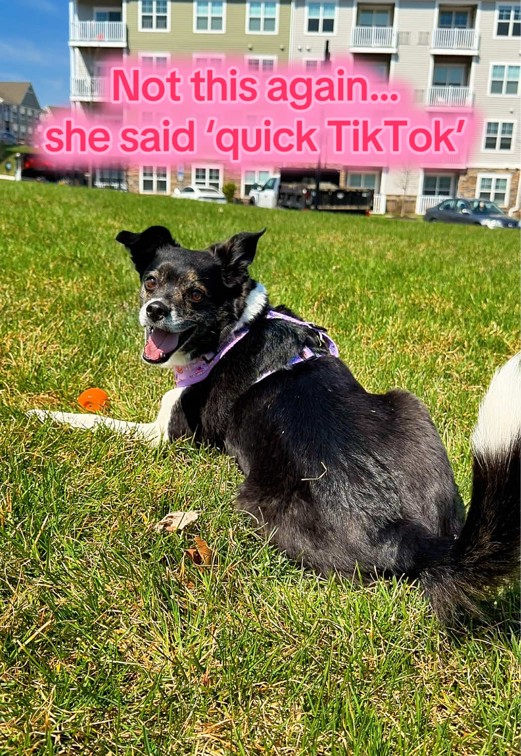 @Diamond Art Dog Mom
