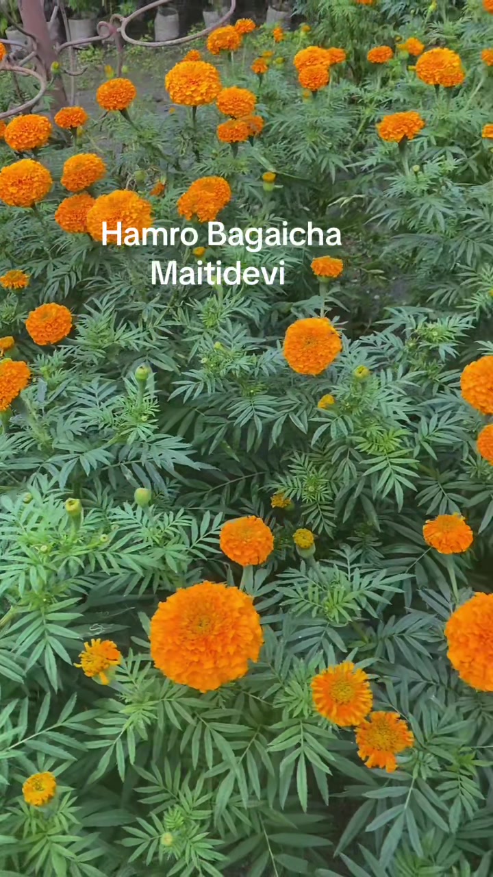 @Hamro Bagaicha