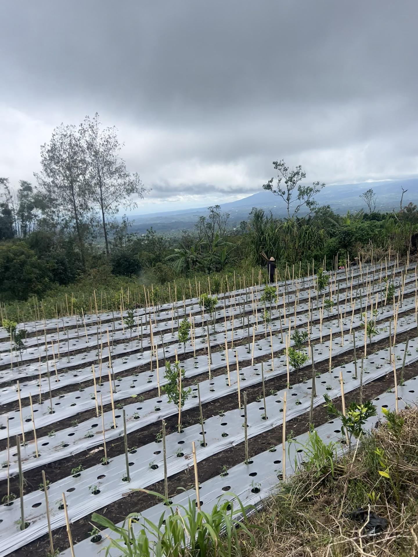 @Anakpetani🍊