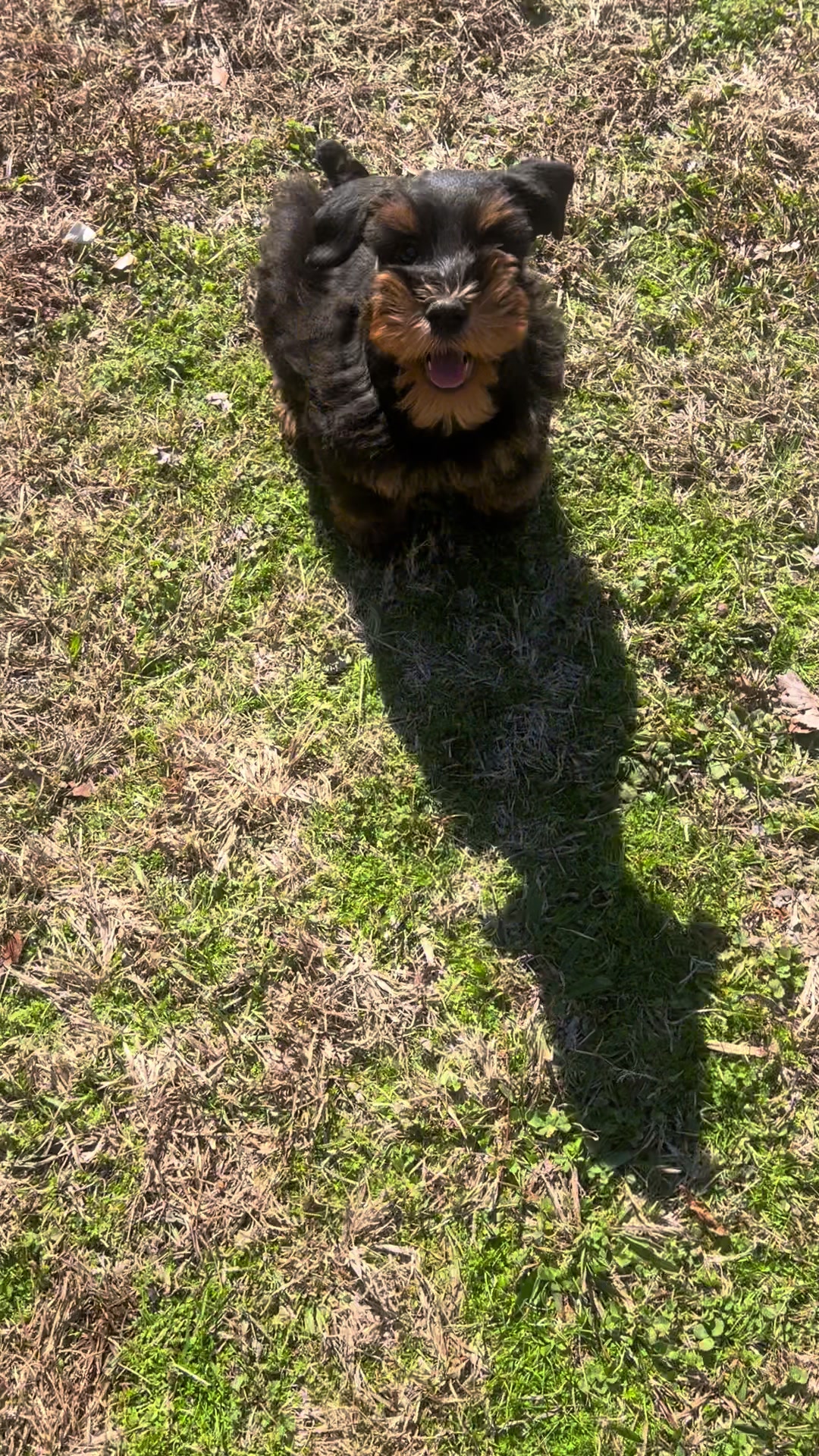 @Black Creek Kennels Schnauzers