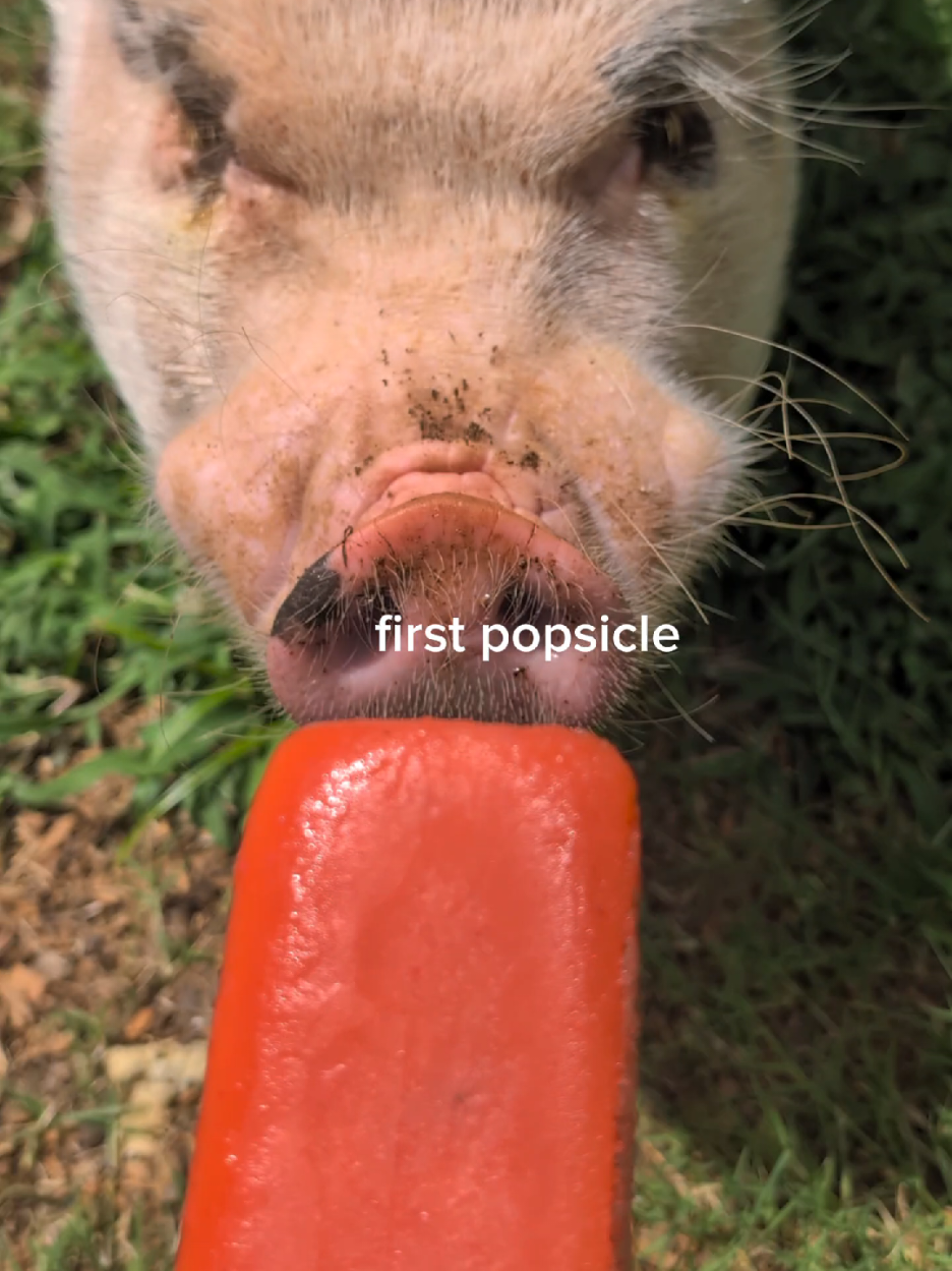 @OnePigHappyFamily