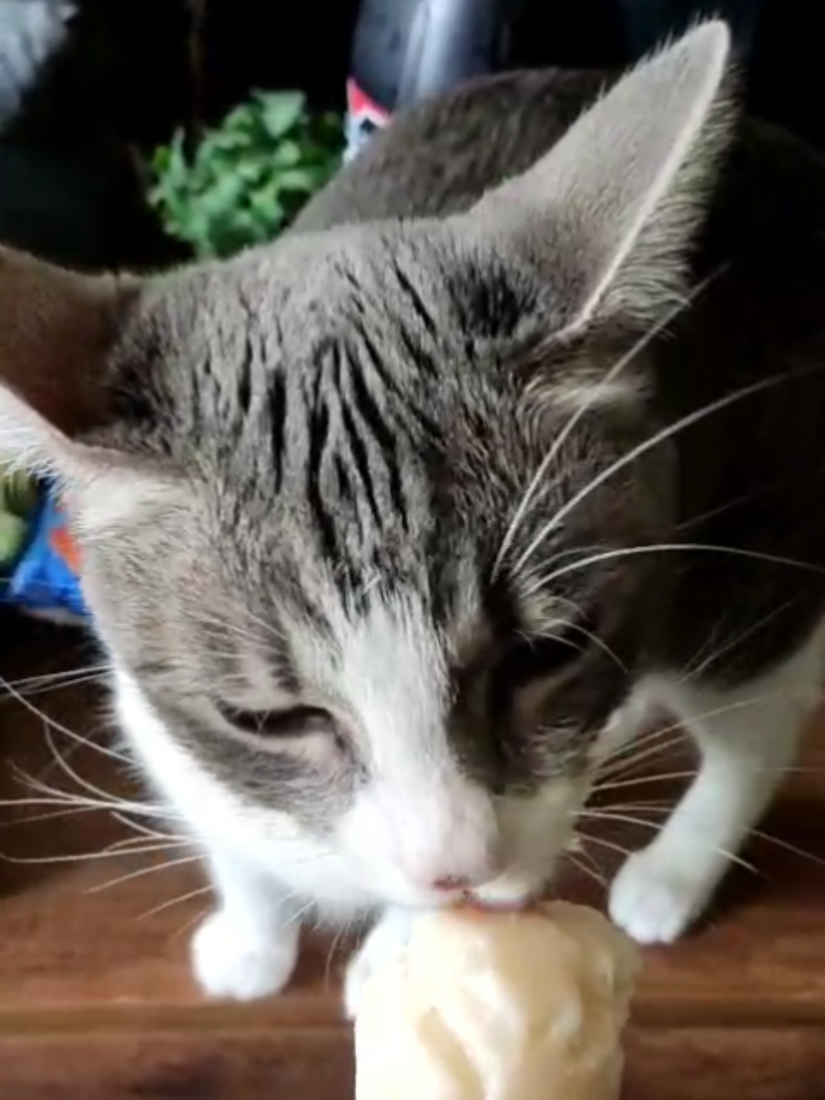@CutiesCat House
