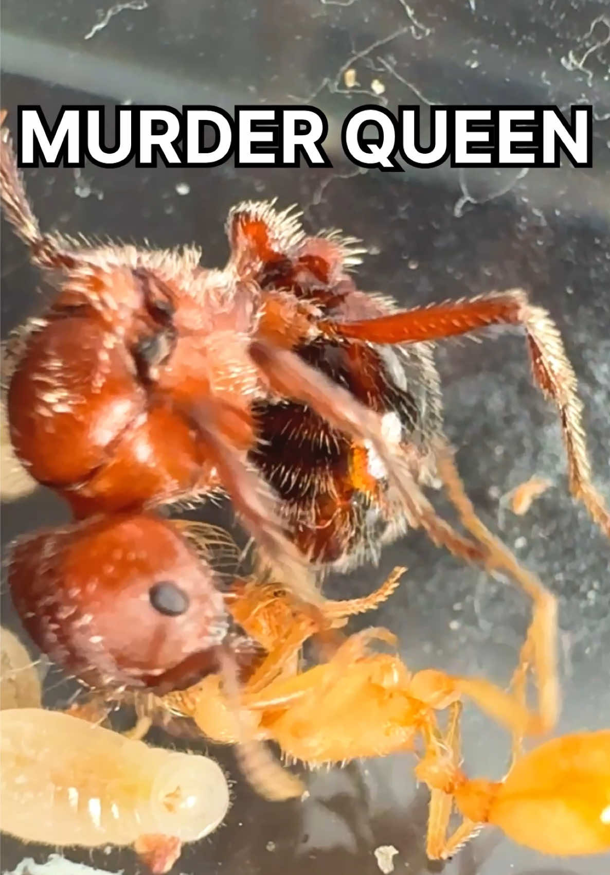 @Lights Camera Ants