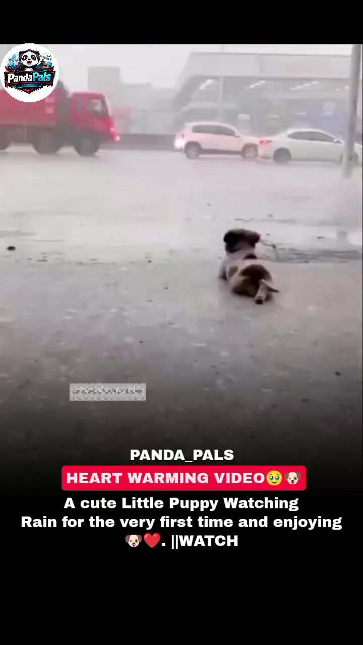 @PandaPals