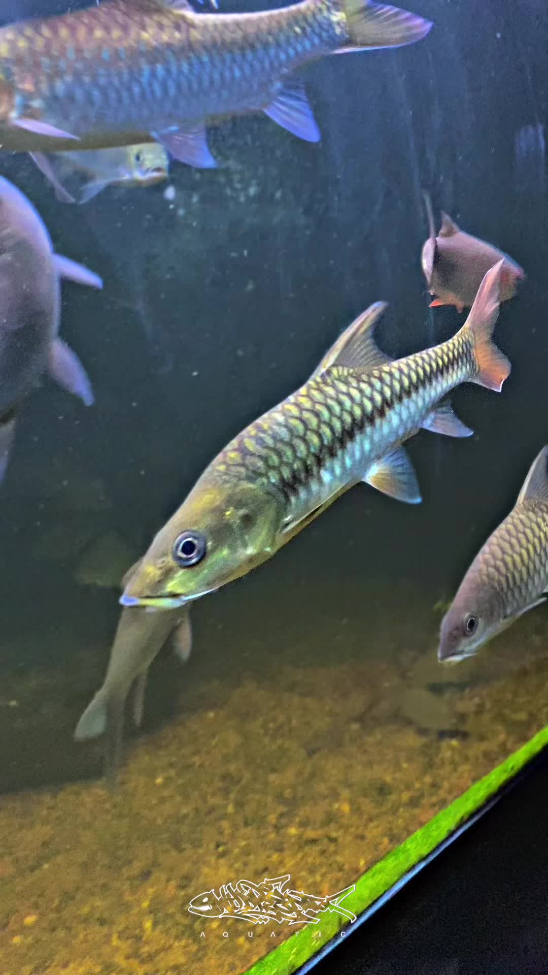@Wild Predator Aquatic