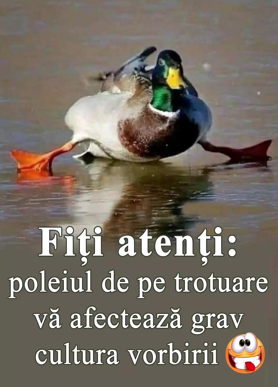 @Lilian Fornea